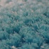 Shaggy Karpet-08